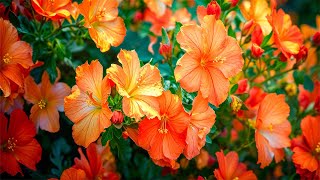 آهنگ ساز پیانو که برای گوش دادن به روح شاد و شادی بسیار خوب است screenshot 5