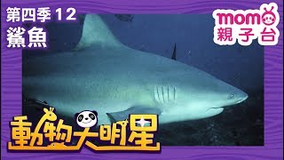 動物大明星 S4【鯊魚】第4季 第12集｜認識動物｜自然生態｜魚類｜爬蟲類｜昆蟲｜海洋生物｜哺乳類｜Animal big star｜兒童電視節目【親子台｜官方HD完整版】momokids