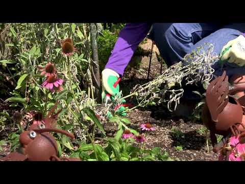 Vídeo: Evergreen Herb Garden - Tipos de plantas de ervas perenes para o jardim