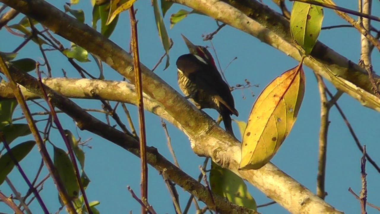 Lineated Woodpecker Male in Costa Rica 