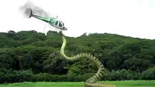 Snake attacked helicopter