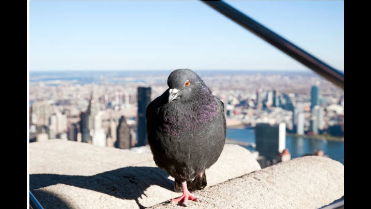 Lower East London Revival Society  - "Pigeons"