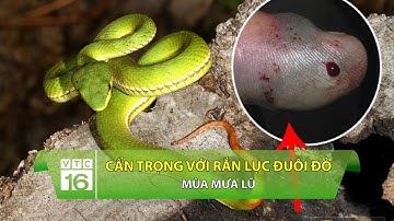 Cẩn trọng với rắn lục đuôi đỏ mùa mưa lũ | VTC16