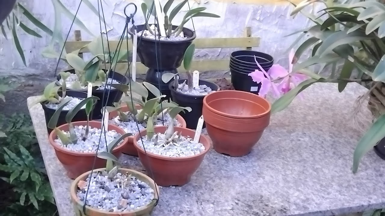 NOVAS WALKERIANA E NOBILIOR CHEGANDO.