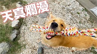 庭で気ままに遊ぶゴールデンレトリバーまる