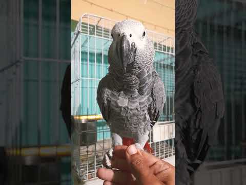 ببغاء زنجبارى تفريخ مصري متكلم