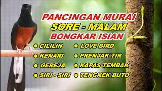 🔴 LIVE 37 - Pancingan Murai Batu Pagi Hari Full Isian Tembakan, Melatih Murai Batu bongkar isian
