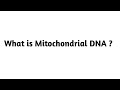 What is Mitochondrial DNA ?