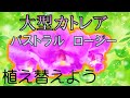 蘭【大型カトレア】　植え替え　パストラル　”ロージー”