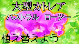 蘭【大型カトレア】　植え替え　パストラル　”ロージー”