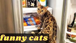 😁 Funniest 😻 Cats and 🐶 Dogs - Funniest Animals Life 2020 December by ANIMALS TAIL 347 views 3 years ago 4 minutes, 33 seconds