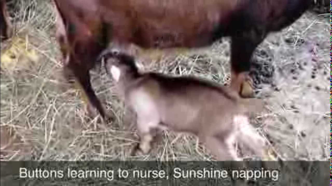 Learning to Nurse - YouTube