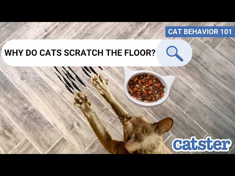 Why Do Cats Scratch Around Their Food