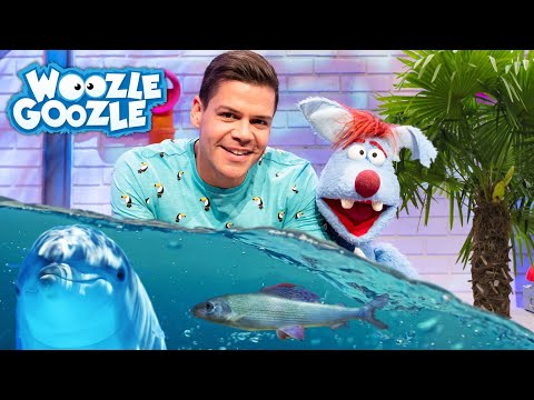 Warum ist Meerwasser salzig? l WOOZLE GOOZLE