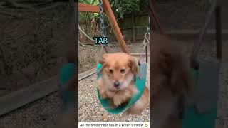 Epic voiceover moments for naughty animals 😜 #FunnyAnimals #PetVideos #AnimalCompilation #SillyPets