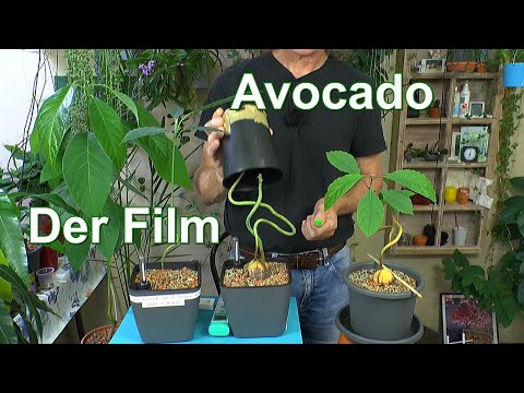Avocado der Film. Was du alles wissen solltest ber Pflege Anzucht und  Dngen der exotischen Pflanze - YouTube