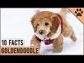 Goldendoodle - Top 10 Facts | Dog World