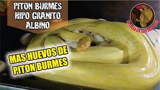 Piton Burmes Nuestra 4 Puesta De Huevos Y Otros Bichillos Del Criadero.