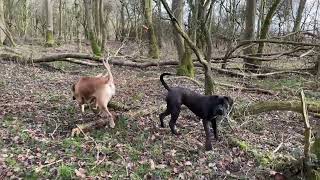 Winter Sun Day In The Woods With 2 Massive Dogs! #natureasmr by Pawfextion 258 views 2 months ago 8 minutes, 34 seconds