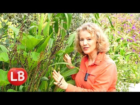 Video: Slotukukurūzas augu kopšana: uzziniet par slotu kukurūzas audzēšanu dārzos