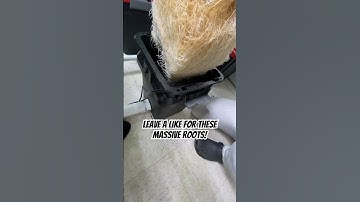 Learn To Grow Massive Roots In Your DWC/RDWC Hydroponics System! #shorts #hydroponics
