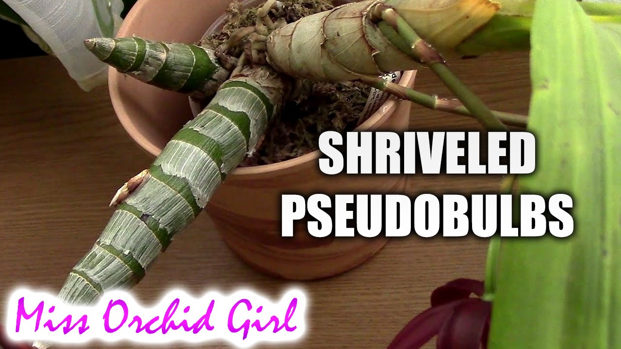 Catasetum orchids with shriveling pseudobulbs YouTube