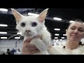 Как купить котёнка \Зачем и как ходить на выставку кошек\ сокольники выставка кошек 2020