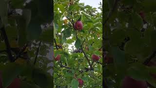 MORE APPLE PICKING VIDEO