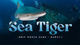 Scuba Diving in Sea Tiger Wreck, Hawaii with Aloha Scuba Diving Company (4K GoPro 9 Video)