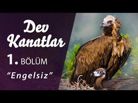 Video: Görkemli Yırtıcı: Akbaba Kuşu