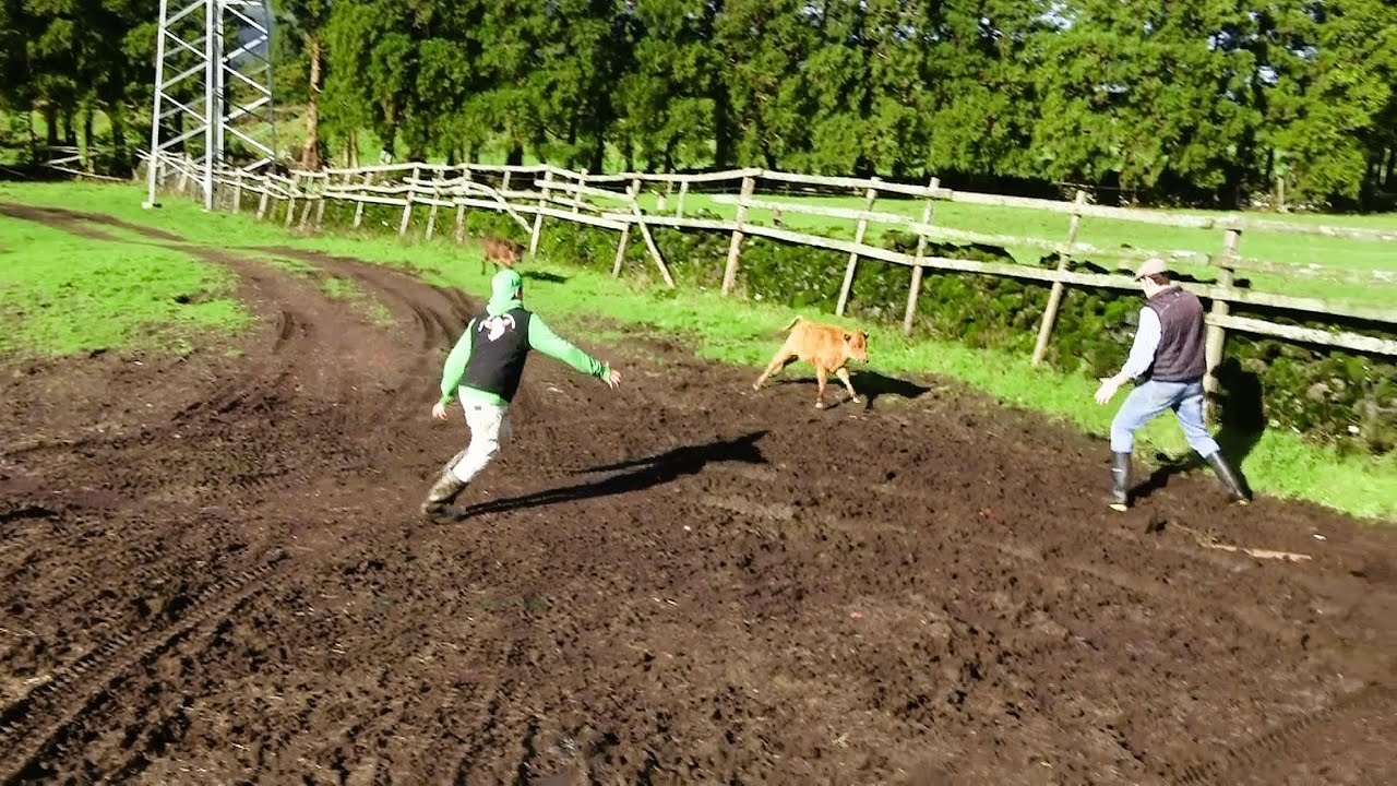 FP - Apanhar Bezerros e Vacas Para Desparasitação - Catching Calves And Bring The Cows For Deworming