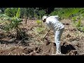 Um dia muito produtivo na agrofloresta plantando bananeira.