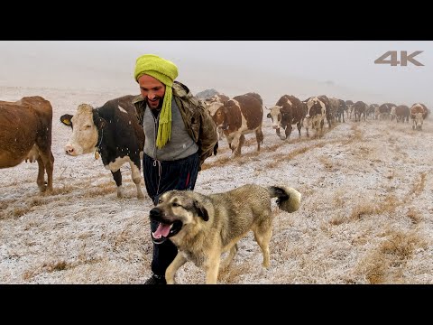 Видео: Возвращение домой с заброшенных гор | Документальный