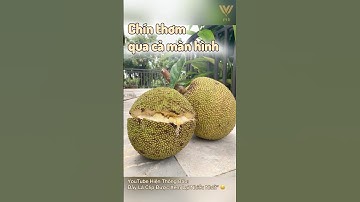 Mít chín cây | real video life 2