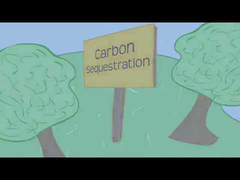 Carbon Sequestration 101