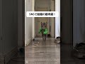 うちの猫、急にムキムキになった🐱💪✨付けるだけでマッチョ猫に変身する、可愛すぎるペットアイテム。#猫好き #猫グッズ #ペットアクセサリー #猫のいる暮らし #おもしろグッズ