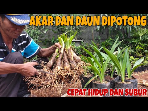 Video: Pupuk Bunga Bakung - Bagaimana, Kapan Dan Apa Memberi Makan Bunga Bakung