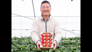 ミネラル農法で苺を育てる栃木のベリーズファンの鈴木さんにインタビュー