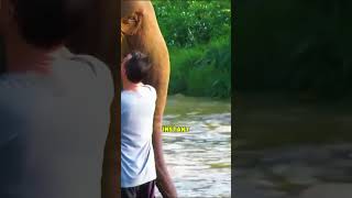 Elephant Reunites With Human After 14 Months 🐘❤️ #shorts #animals #emotional #reunion