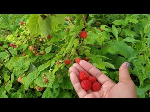 Video: Raspberry Varieties Yellow Giant: Description And Characteristics, Advantages And Disadvantages, Planting And Care Features + Photos And Reviews