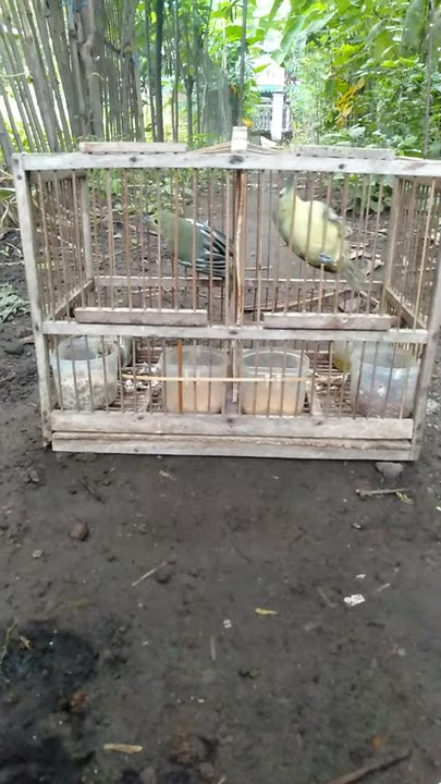 Pikat sirtu sepasang