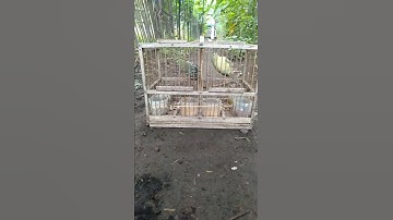 Pikat sirtu sepasang