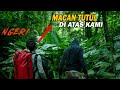 Terekam Detik Detik MACAN TUTUL Berada Tepat Di Atas Kami 😨 Penelusuran