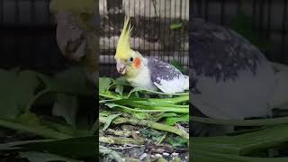 Parakets are enjoying extra food to stay strong while feeding their babies. Such caring little paren