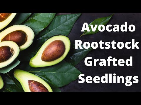 Video: Cold Tolerant Avocado Trees - Mga Karaniwang Uri ng Cold Hardy Avocado Trees