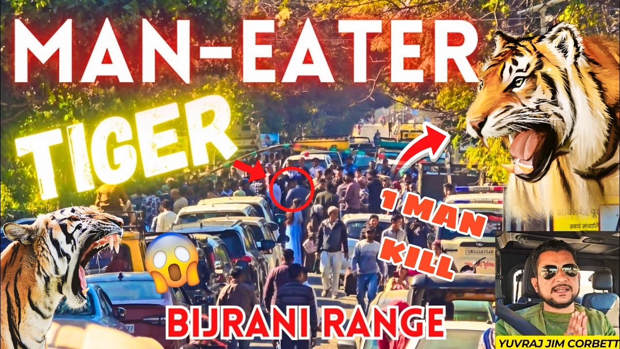 MAN-EATER TIGER NE KIYA KILL 🧐 SAME LOCATION BIJRANI RANGE