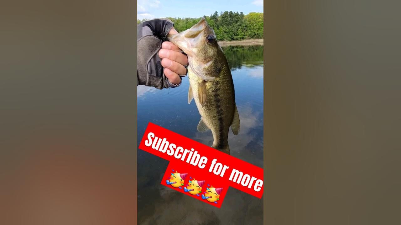 BASS FISHING In The Shallows bassfishing bankfishing fishing shorts bass-fishing-in-the-shallows-bassfishing-bankfishing-fishing-shorts