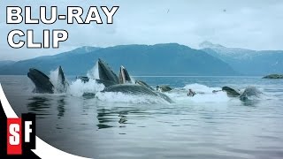 Humpback Whales - The Mouth Of A Humpback Whale Hd
