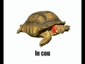 درس الفرنسية السلحفاة