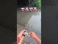 2026.6.3雰囲気は最高です！大谷川ナマズ釣り！ #fishing #catfish #釣り
